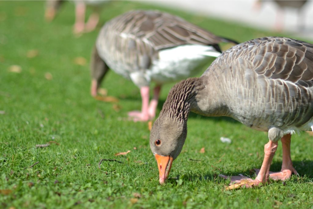 ducks pecking something on the grassy field