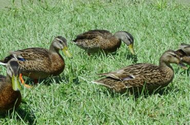 ducks eating in the grass