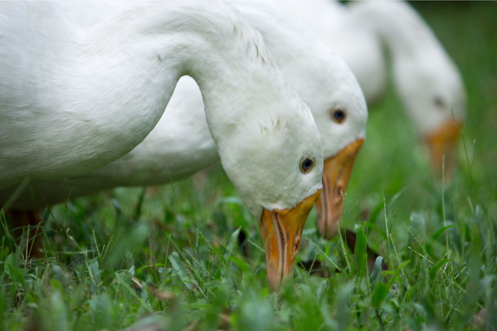 3 ducks pecking something on the grassy field