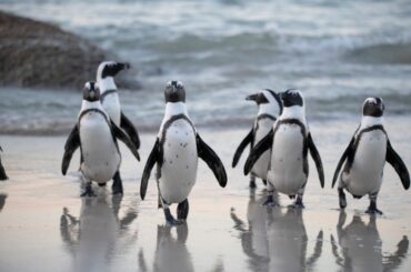 flock of penguins walking near in the sea