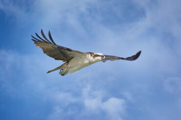 osprey on the hunt in florida