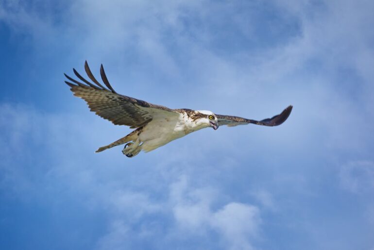 osprey on the hunt in florida