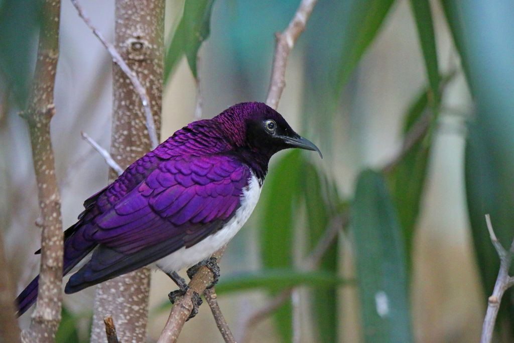 a purple bird on a twig