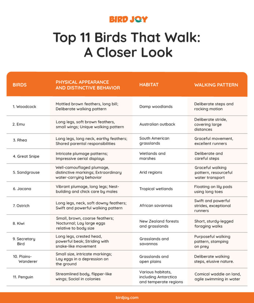 Image for Top 11 Birds That Walk: A Closer Look.