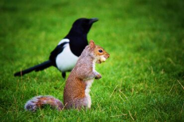squirrel and bird on a grassy land