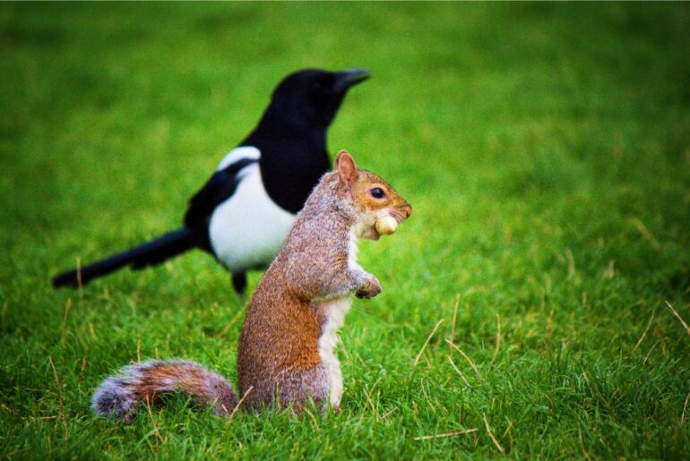 squirrel and bird on a grassy land