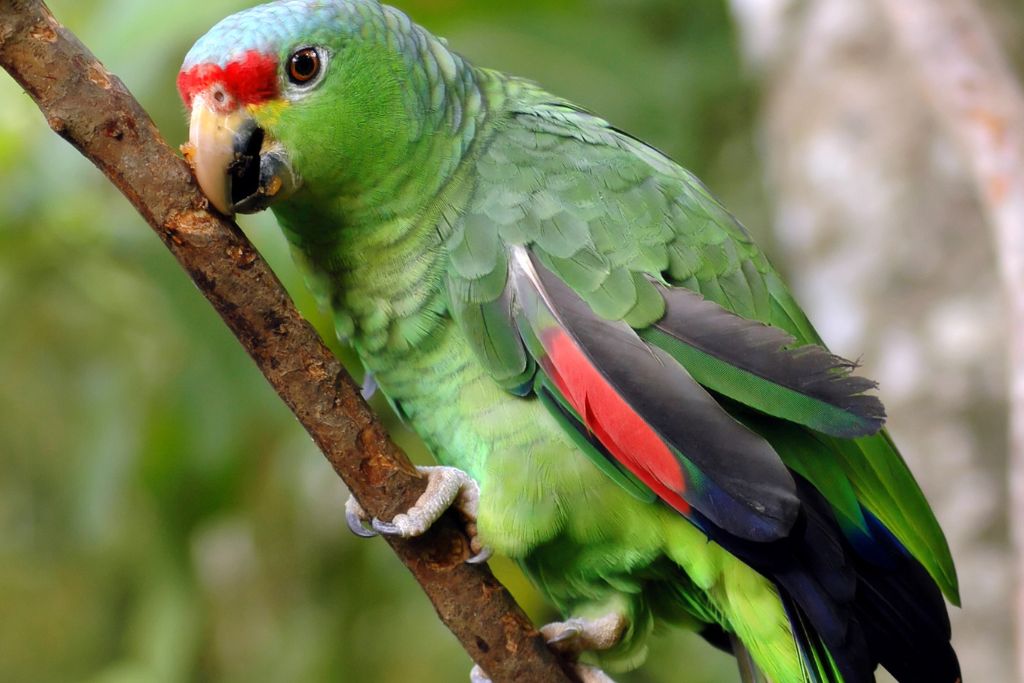 Green-Cheeked Amazon Parrot on a tree branch 