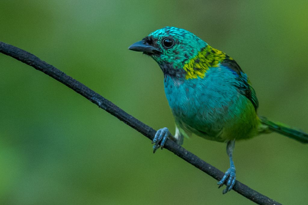 Green-Headed Tanager on a twig
