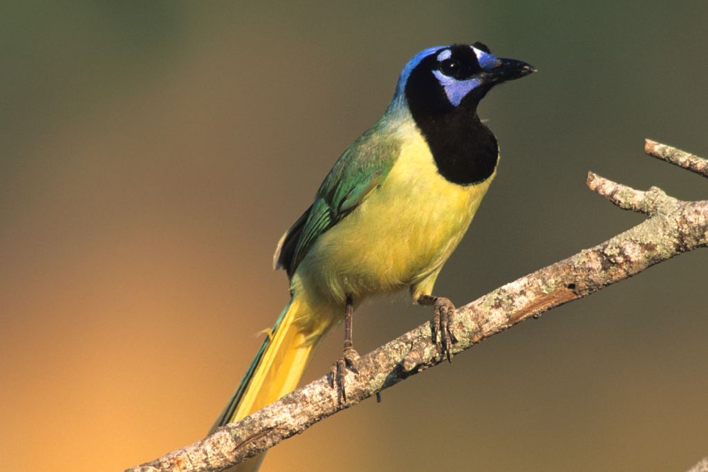 Green Jays on a tree branch