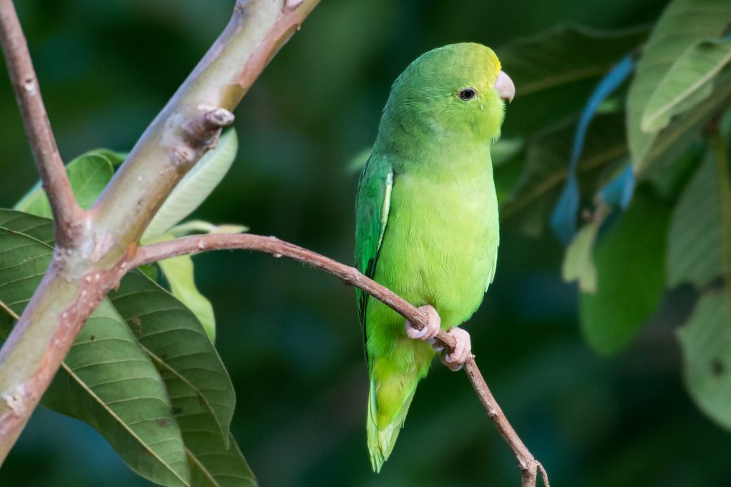 Green Parrotlet on a tree branch
