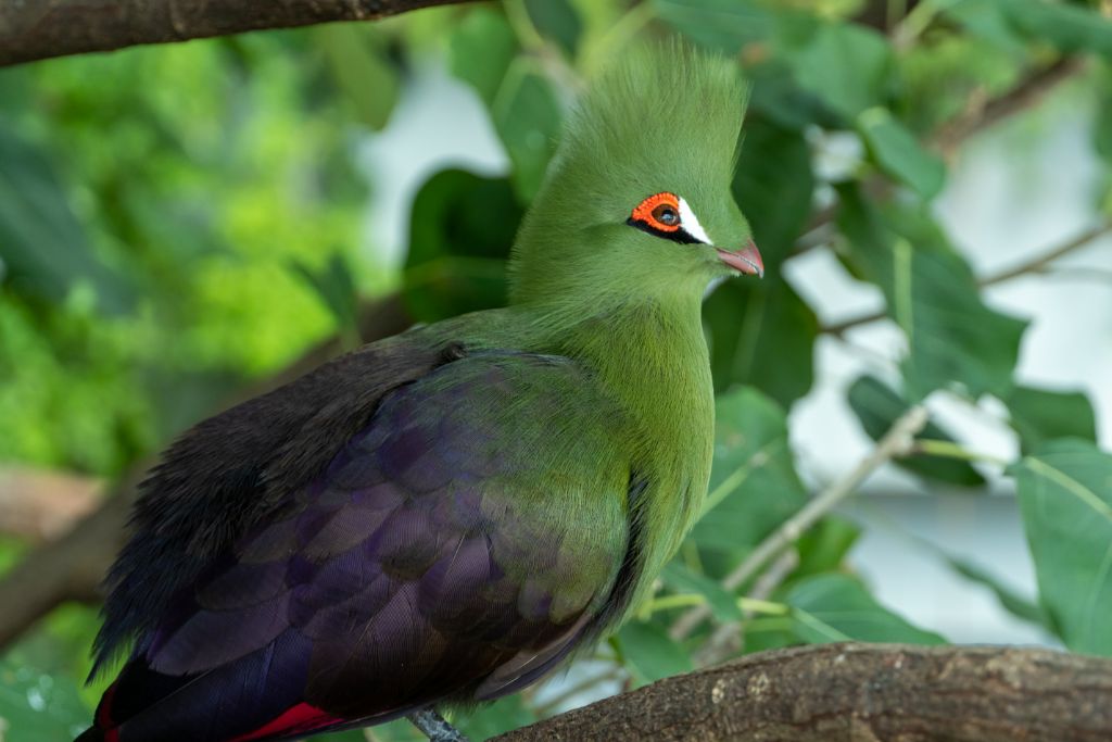 Green Turaco on a tree branch