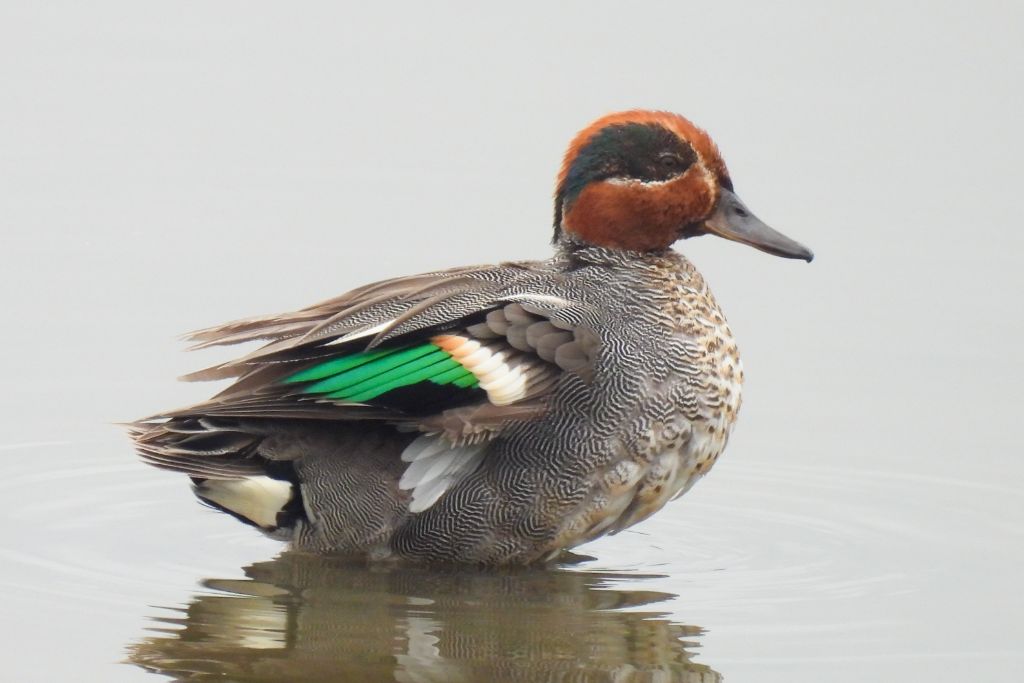 Green-Winged Teal on a river