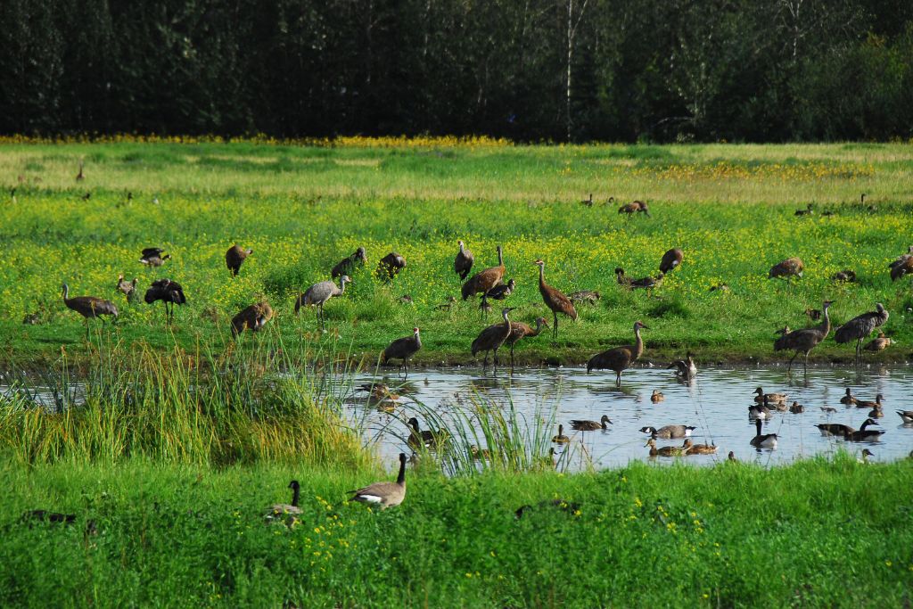 a variety of birds on a marsh grassy land