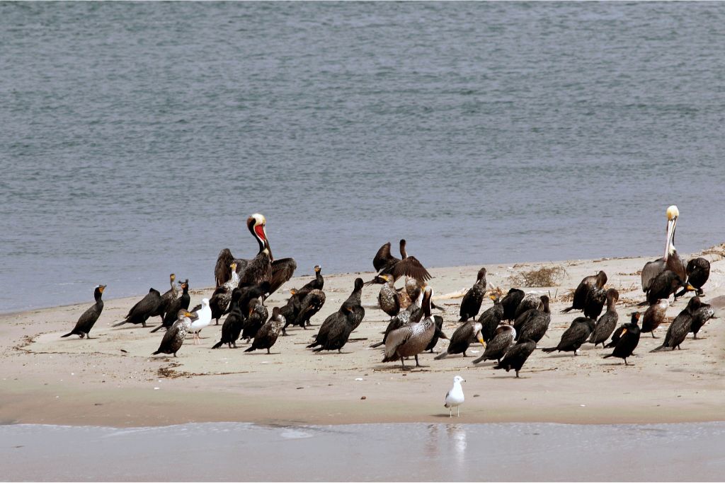 variety of birds on a sand near the beach