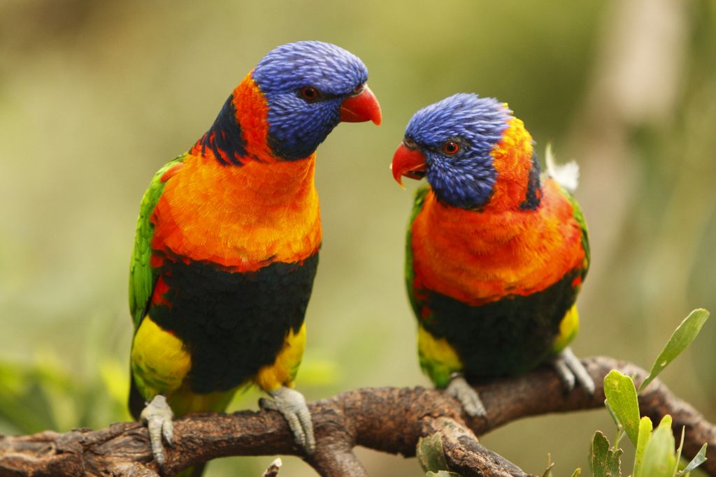 two lorikeets on a branch