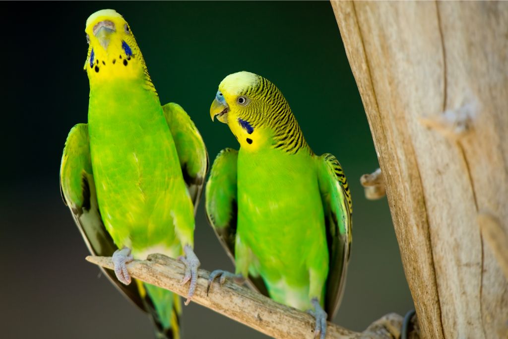 two parakeets on a branch